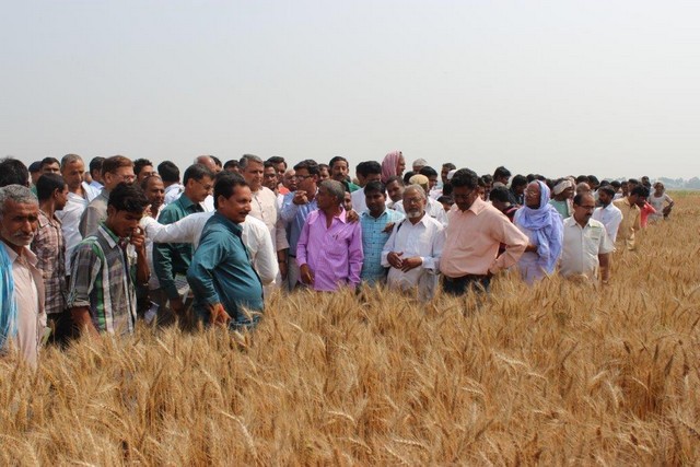 The Agriculture Minister of Bihar visiting a zero tillage wheat field in a climate smart village ( Bhagwatpur) of Samstipur district (photo taken by Deepak)