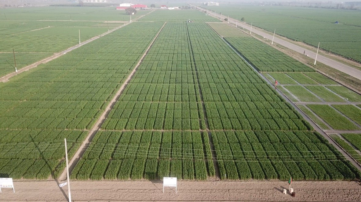 Overview of wheat breeding trials at BISA Ludhiana (2020-21)